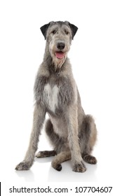 Irish Wolfhound Images, Stock Photos 