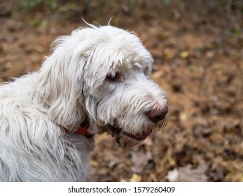 are spinone italiano noisy