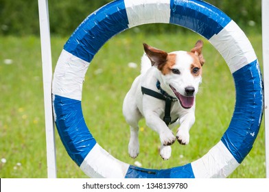 Happy jack russel jumping through a stripey hoop during agility session