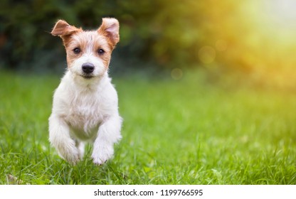 Happy jack russell pet dog puppy running in the grass - background, banner with copy space