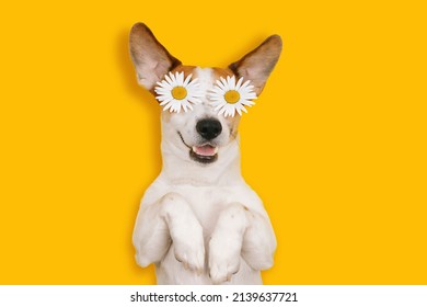 Happy Jack Russell with a smiling face lies with chamomile flowers on a yellow background.