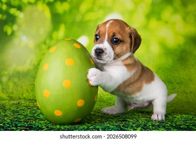 Happy Jack Russell Terrier dog puppy playing with big Easter egg on green background