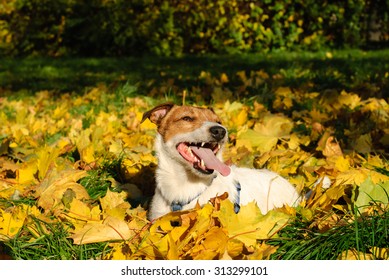 Happy Jack Russell Terrier Dog In Fall Leaves