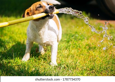 happy jack russell terrier holding a watering hose in his teeth from which a stream of water runs on a summer sunny day, gardening, horizontal design