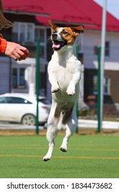Happy Jack Russell Terrier Jumping Up For A Toy