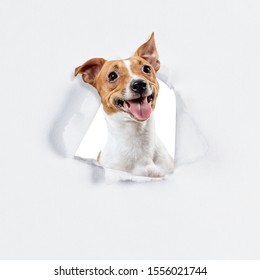 Happy jack russell terrier looks through the hole in white paper.
