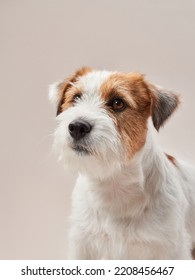 happy jack russell terrier on a beige background.  - Shutterstock ID 2208456467