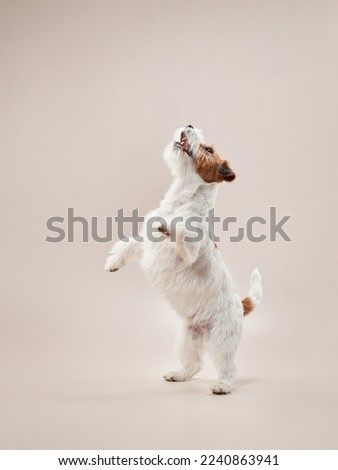happy jack russell terrier on a beige background. Dog playing in studio