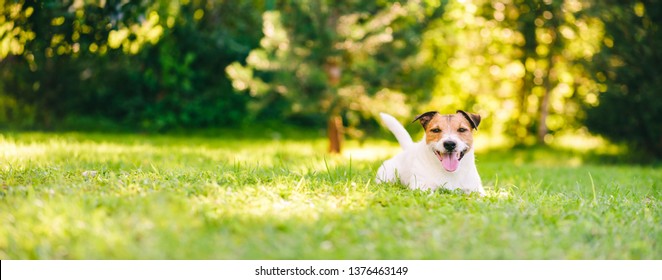 Happy Jack Russell Terrier pet dog lying down on green grass at back yard lawn