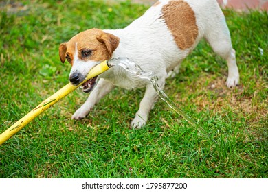 happy jack russell terrier playing with a watering hose from which a stream of water runs on a summer sunny day, gardening, horizontal