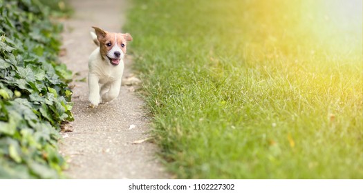 Happy Jack Russell Terrier puppy dog running to the camera