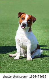 
Happy Jack Russell Terrier Sitting On The Grass