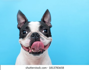 A Happy And Joyful Boston Terrier Dog With Its Tongue Hanging Out Smiles On A Blue Background In The Studio.