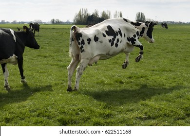 video cows jumping line