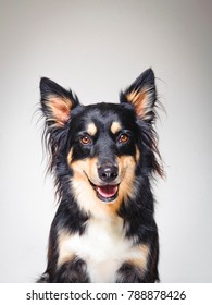 Happy Kelpie Cross