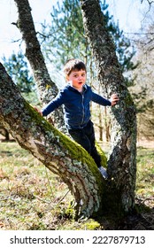 Happy kid smiling across a trunk of a tree forming a Y shape outdoor in a natural park. Gracious, lighthearted 5 year old kid laughing between Y shaped trunks or bough surrounded by lush nature - Shutterstock ID 2227879713