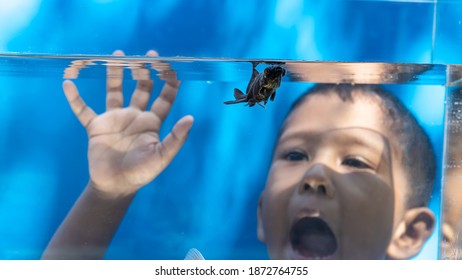 Happy Kid Watching Black Gold Fish, Fascinated Child With Aquarium Fish Tank.