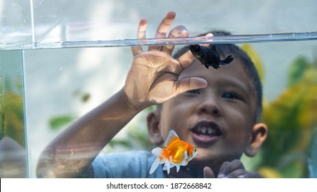 Happy Kid Watching Fish Tank Aquarium With Colorful Gold Fishes.