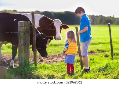 Happy Kids Feeding Cows On A Farm. Little Girl And School Age Boy Feed Cow On A Country Field In Summer. Farmer Children Play With Animals. Child And Animal Friendship. Family Fun In The Countryside.