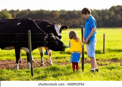 Happy Kids Feeding Cows On A Farm. Little Girl And School Age Boy Feed Cow On A Country Field In Summer. Farmer Children Play With Animals. Child And Animal Friendship. Family Fun In The Countryside.