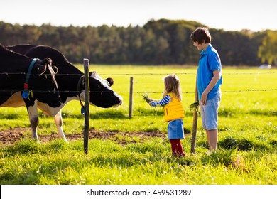 Happy Kids Feeding Cows On A Farm. Little Girl And School Age Boy Feed Cow On A Country Field In Summer. Farmer Children Play With Animals. Child And Animal Friendship. Family Fun In The Countryside.