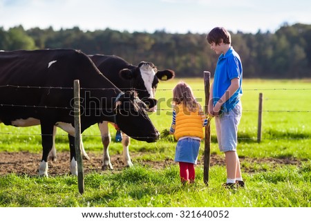 Happy kids feeding cows on a farm. Little girl and school age boy feed cow on a country field in summer. Farmer children play with animals. Child and animal friendship. Family fun in the countryside.