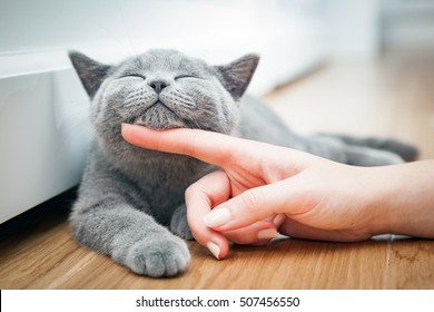 Happy kitten likes being stroked by woman's hand. The British Shorthair