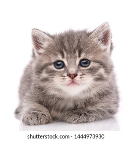 Happy kitten looking at camera. Isolated on white background - Shutterstock ID 1444973930