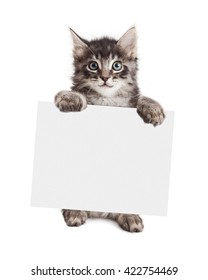 Happy Kitten Standing Up Holding A Blank Sign To Enter Your Message Onto