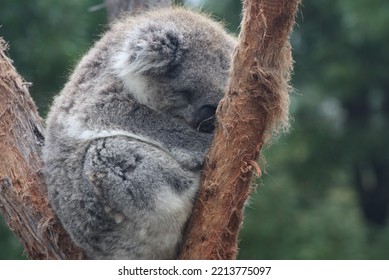 Happy Koala Sleeping In Tree