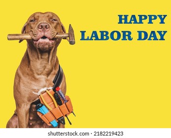 HAPPY LABOR DAY. Lovable, Pretty Brown Puppy And Hand Tools. Closeup, Indoors. Studio Photo. Congratulations For Family, Relatives, Loved Ones, Friends And Colleagues. Pet Care Concept