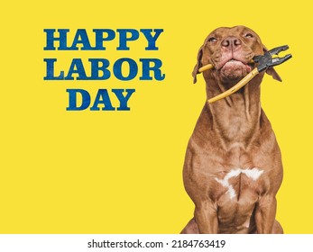 HAPPY LABOR DAY. Lovable, Pretty Brown Puppy And Hand Tools. Closeup, Indoors. Studio Photo. Congratulations For Family, Relatives, Loved Ones, Friends And Colleagues. Pet Care Concept