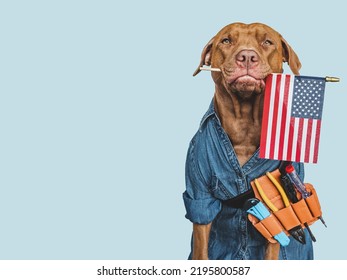 HAPPY LABOR DAY. Lovable, Pretty Brown Puppy And Hand Tools. Closeup, Indoors. Studio Photo. Congratulations For Family, Relatives, Loved Ones, Friends And Colleagues. Pet Care Concept