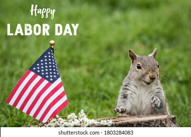 Happy Labor Day Text With Smiling Patriotic Gray Squirrel And American Flag Green Grass 