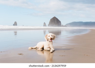 Happy labradoodle dog at Cannon Beach in Oregon.