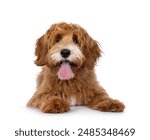 Happy labradoodle dog puppy laying down facing front. Looking straight to camera with tongue out. Isolated on a white background.