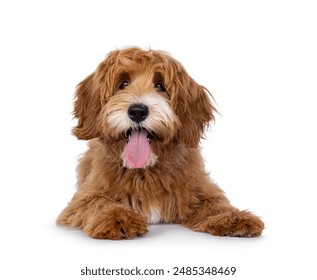 Happy labradoodle dog puppy laying down facing front. Looking straight to camera with tongue out. Isolated on a white background. - Powered by Shutterstock