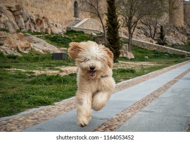 Happy Labradoodle Dog Running