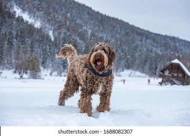 Happy Labradoodle Standing In The Snow