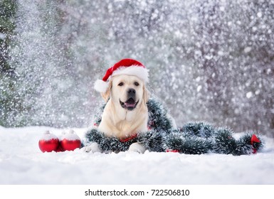 Happy Labrador Dog In Santa Hat Posing Outdoors In Snow