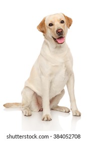 Happy Labrador Dog Sits On A White Background