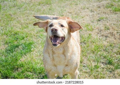 Happy Labrador Jumping With Ears Flying