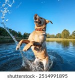 Happy Labrador leaping in water splashes on a sunny day. The dog