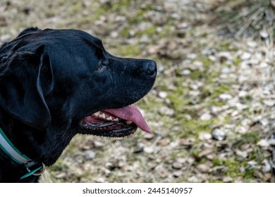 Happy Labrador: Portrait of Black Dog with Tongue Out Enjoying Spring Day. Portrait of Panting Black Lab on Sunny Day. Contented Canine, Close Up Portrait of Panting Black Labrador. 