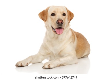 Happy Labrador Posing On White Background