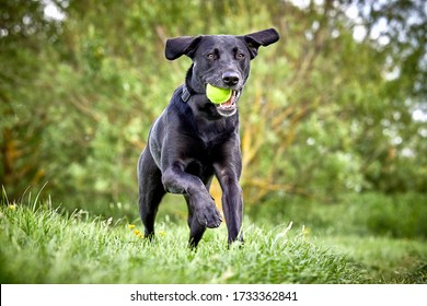 Happy Labrador pure breed dog running through the park retrieving tennis ball. Close up action shot with beautiful green colour trees and grass. - Powered by Shutterstock