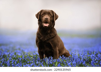 happy labrador retriever dog posing on a field of blooming scilla flowers - Powered by Shutterstock