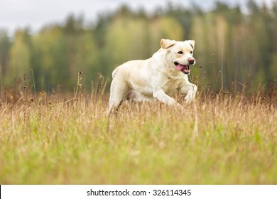 Happy Labrador Running And Playing.