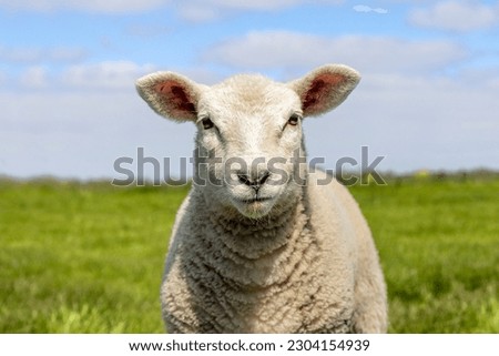 Happy lamb, small sheep face looking frank and cute, headshot in front view, green grass and blue sky