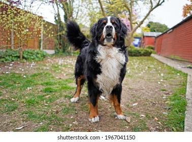 Happy Large Bernese Mountain Dog Playing In The Back Yard